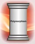 Polymorphism Pillar